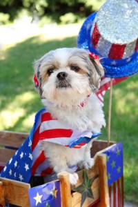 Tips to Make Sure Dogs Don’t Get Lost this 4th Of July